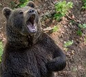 Медведя, вышедшего к домам в Углегорске, отстрелили