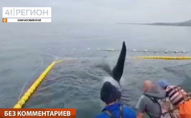 На Камчатке рыбаки спасли угодившую в сети косатку