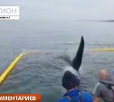 На Камчатке рыбаки спасли угодившую в сети косатку