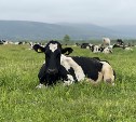 В сахалинских сельхозпредприятиях одна корова ежедневно дает от 21,6 килограммов молока