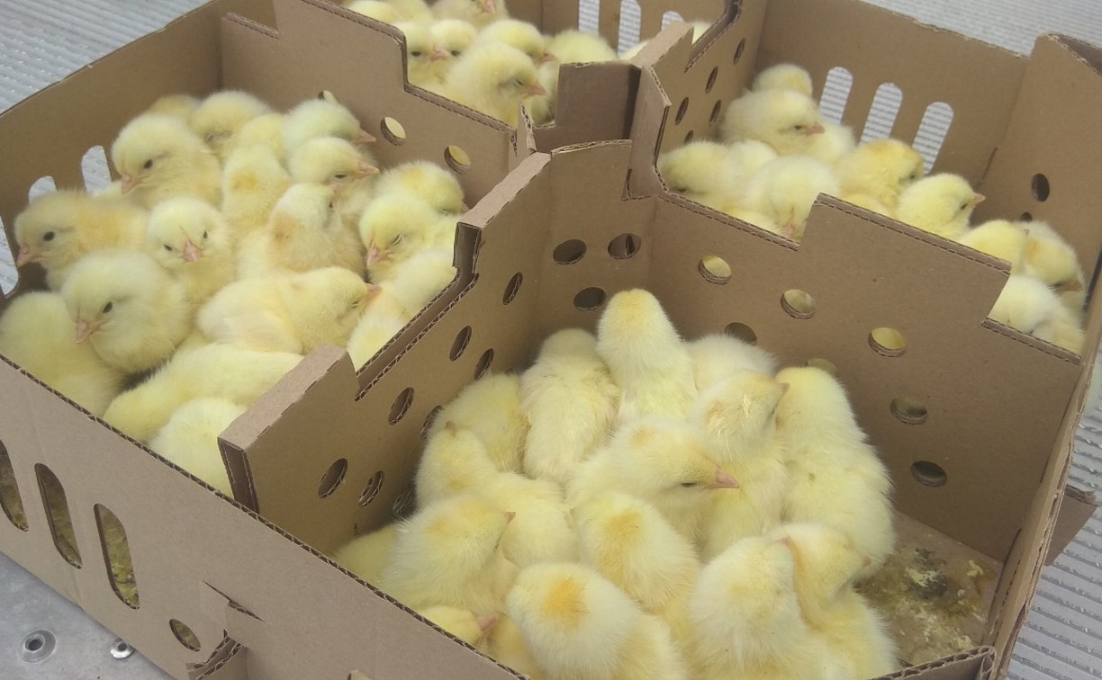 Птицефабрика "Островная" пополнилась 140 тысячами цыплят кур-несушек
