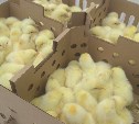 Птицефабрика "Островная" пополнилась 140 тысячами цыплят кур-несушек