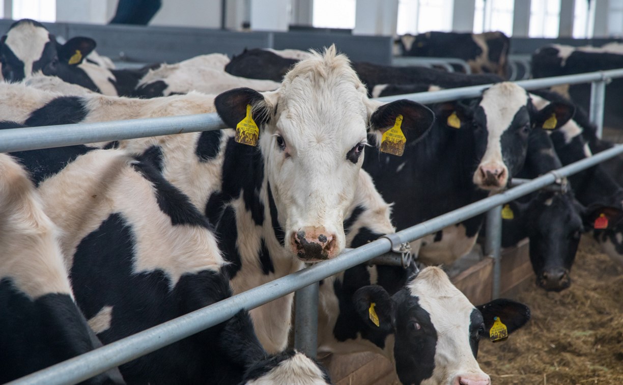 В Раздольном заработала молочная ферма на тысячу коров
