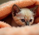 Отопление и горячую воду на время отключат 9 апреля у некоторых южносахалинцев 