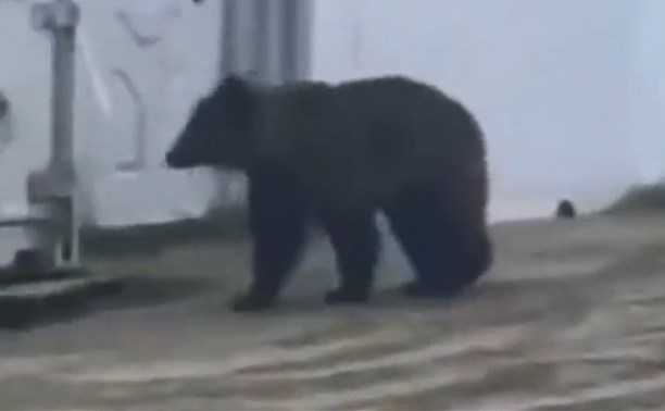 Медведь стал постоянным гостем вахтового городка на севере Сахалина