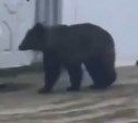 Медведь стал постоянным гостем вахтового городка на севере Сахалина