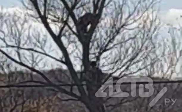 Сахалинец залез на дерево, чтобы достать напуганного медведя - видео