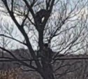 Сахалинец залез на дерево, чтобы достать напуганного медведя - видео