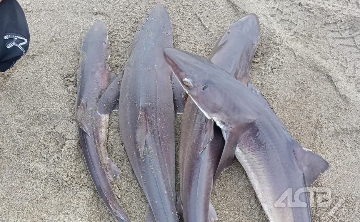 Очевидец: колючие акулы заполонили море у популярного пляжа на Сахалине