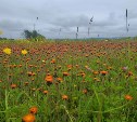 На юге с понедельника дожди - погода на неделю в Сахалинской области 