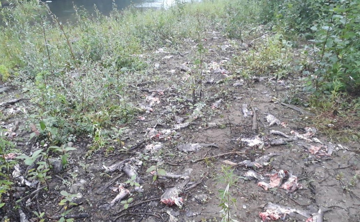 Экологи: в Ногликском районе браконьеры нанесли ущерб окружающей среде на млн рублей