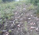 Экологи: в Ногликском районе браконьеры нанесли ущерб окружающей среде на млн рублей