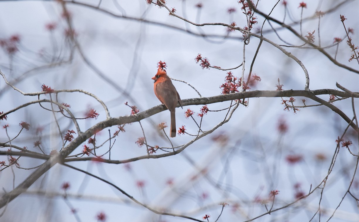 До +4°, местами снежно: прогноз для Сахалинской области на 22 марта