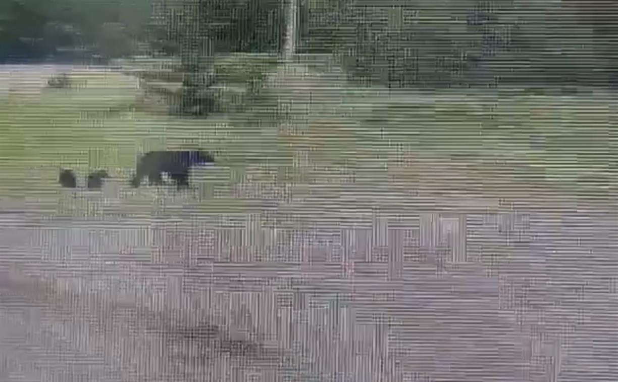 Медведица с двумя медвежатами пришла в район аэропорта в Шахтёрске