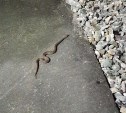 Змею заметили на беговой дорожке в Южно-Сахалинске
