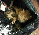 Южносахалинцы при расчистке двора нашли сумку с замерзшими кошками