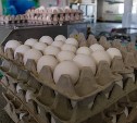 На птицефабрике «Островная» поселятся еще 90 тысяч кур-несушек