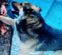 На Сахалине исчезла собака, остались кровавые следы