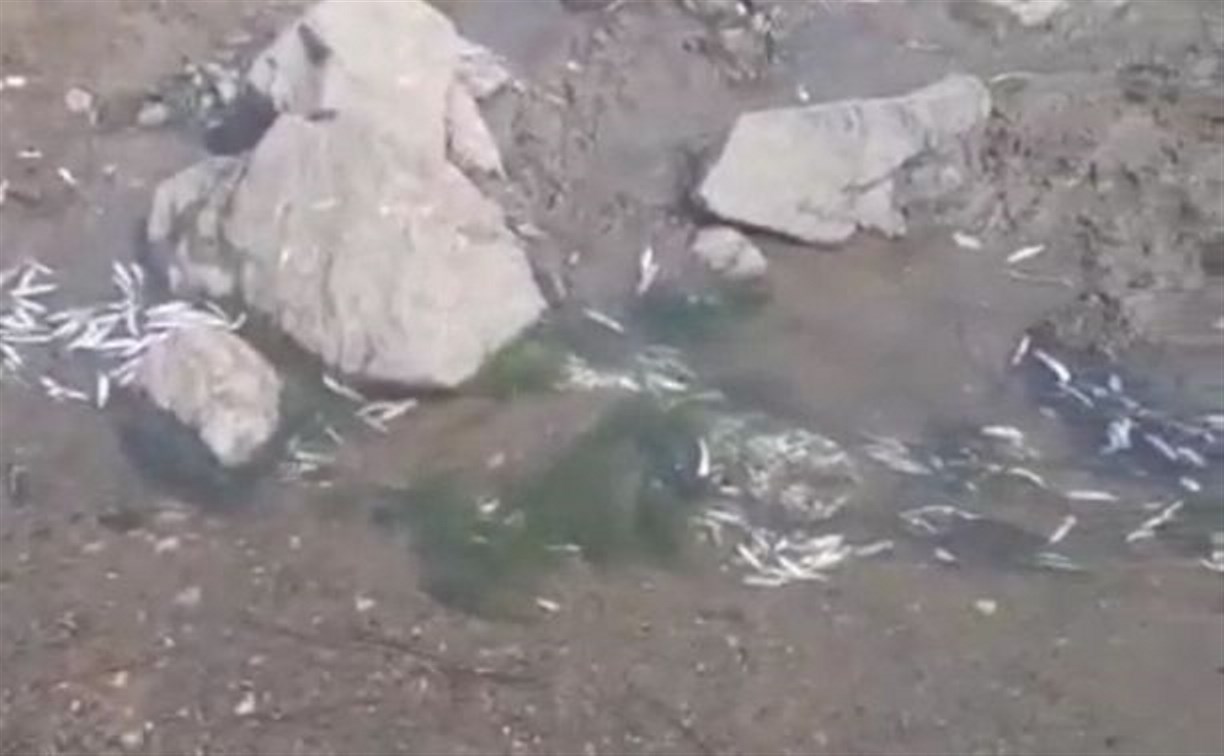 Очевидцы: на Сахалине из-за жары молодь селёдки "сварилась" в перегретой воде