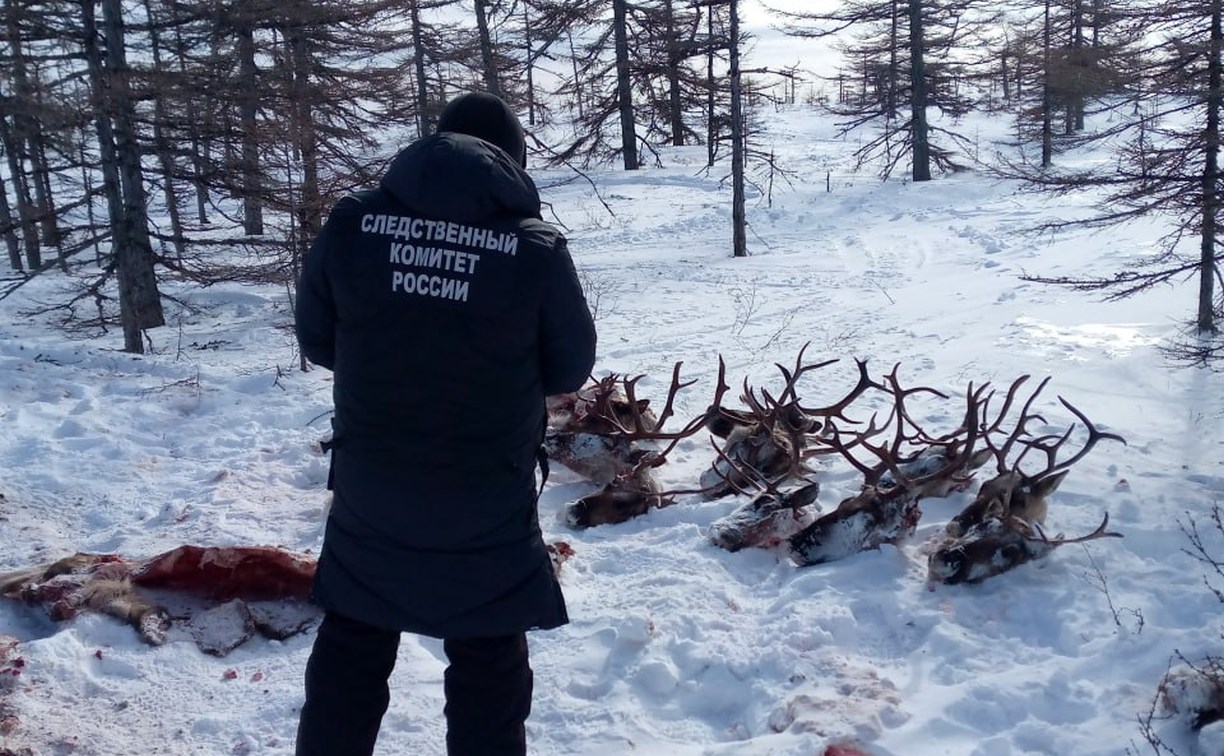 Вынесен приговор убийцам стада оленей на Сахалине: трое отправятся в колонию, у одного условное наказание