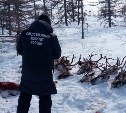 Вынесен приговор убийцам стада оленей на Сахалине: трое отправятся в колонию, у одного условное наказание
