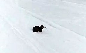 Общество