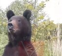 "Клещей бы тебе повырывал": рыбак на Сахалине прошелся с медведем по лесу и поговорил с ним о жизни