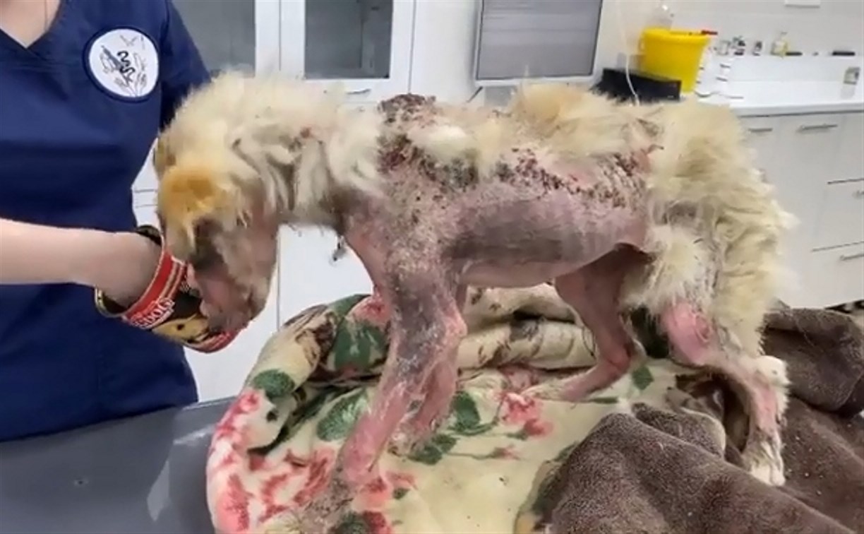"Из чудовища в красавицу": сахалинский приют выходил облысевшую от голода собаку