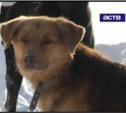 На Сахалине вокруг нового областного закона о бездомных животных разгорелись споры 