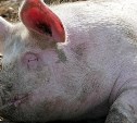 В Южно-Сахалинске работник фермы продал чужих свиней и сотовый коллеги