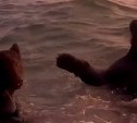 В ТикТок завирусилось видео с сахалинскими мишками, которые играют в морском прибое