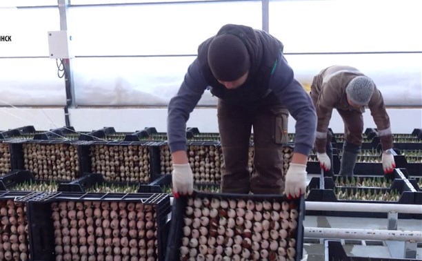 Весна идет сквозь метели: совхоз "Тепличный" готовит для сахалинцев более 800 тысяч тюльпанов