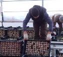 Весна идет сквозь метели: совхоз "Тепличный" готовит для сахалинцев более 800 тысяч тюльпанов