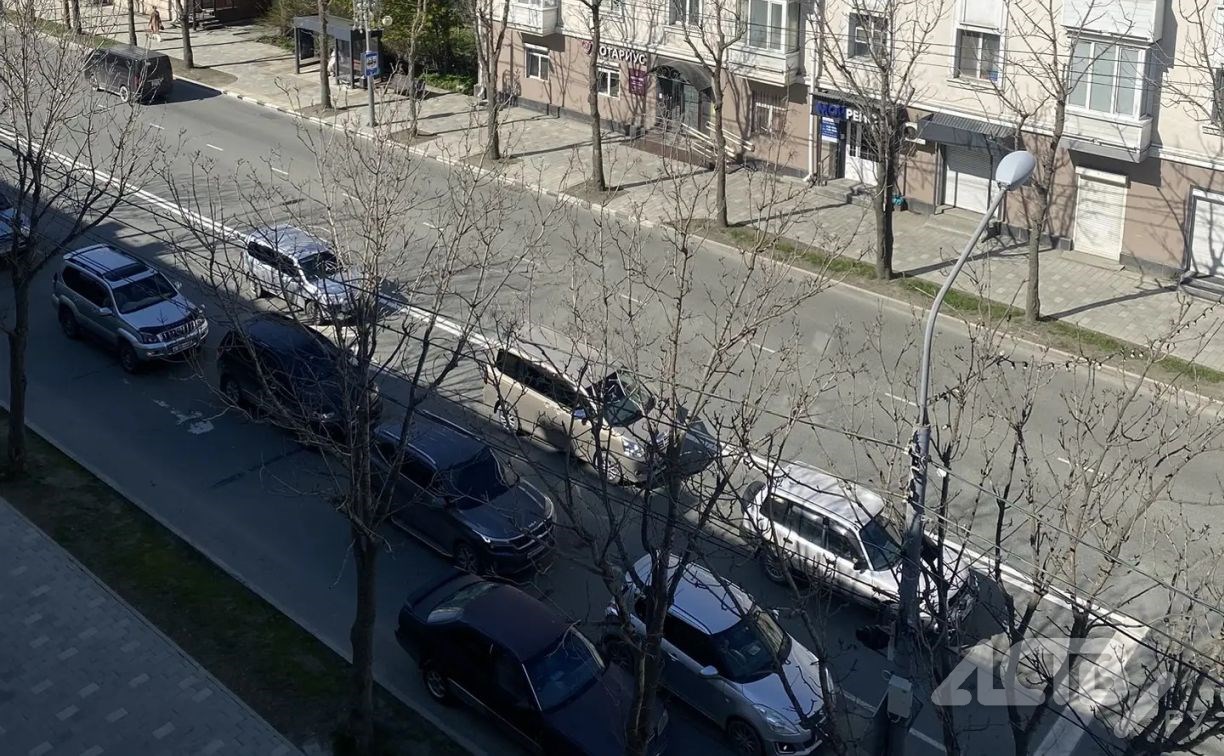 Фитопатолог обследует "мёртвые" деревья на улице Ленина в Южно-Сахалинске