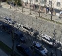 Фитопатолог обследует "мёртвые" деревья на улице Ленина в Южно-Сахалинске