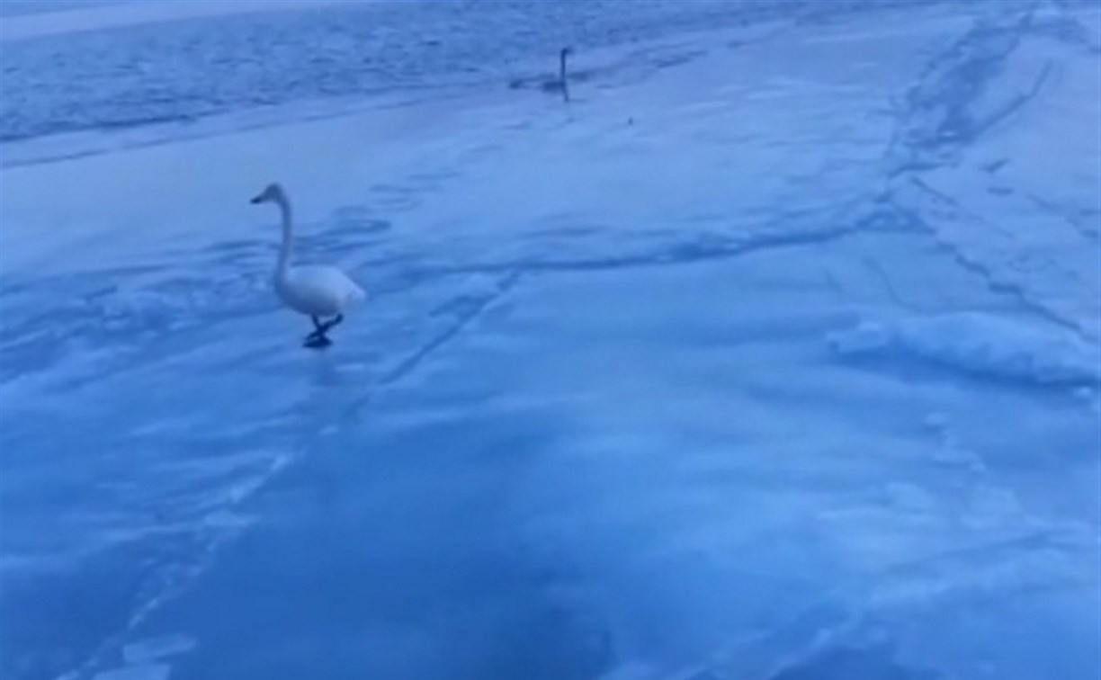 Лебеди прилетели в Пригородное 