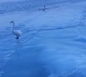 Лебеди прилетели в Пригородное 