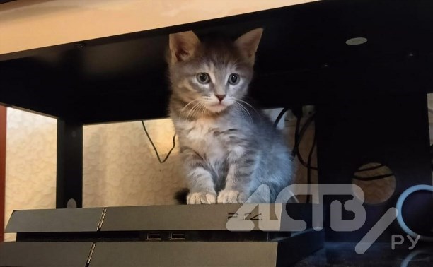 Мужчину, кота и кошку спасли при пожаре в Южно-Сахалинске