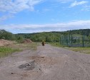 Дети в селе Углегорского района "развели" фермера прифотошопленным медведем