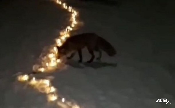 "Похититель Рождества": в Корсакове лисичка попыталась утащить светящуюся гирлянду