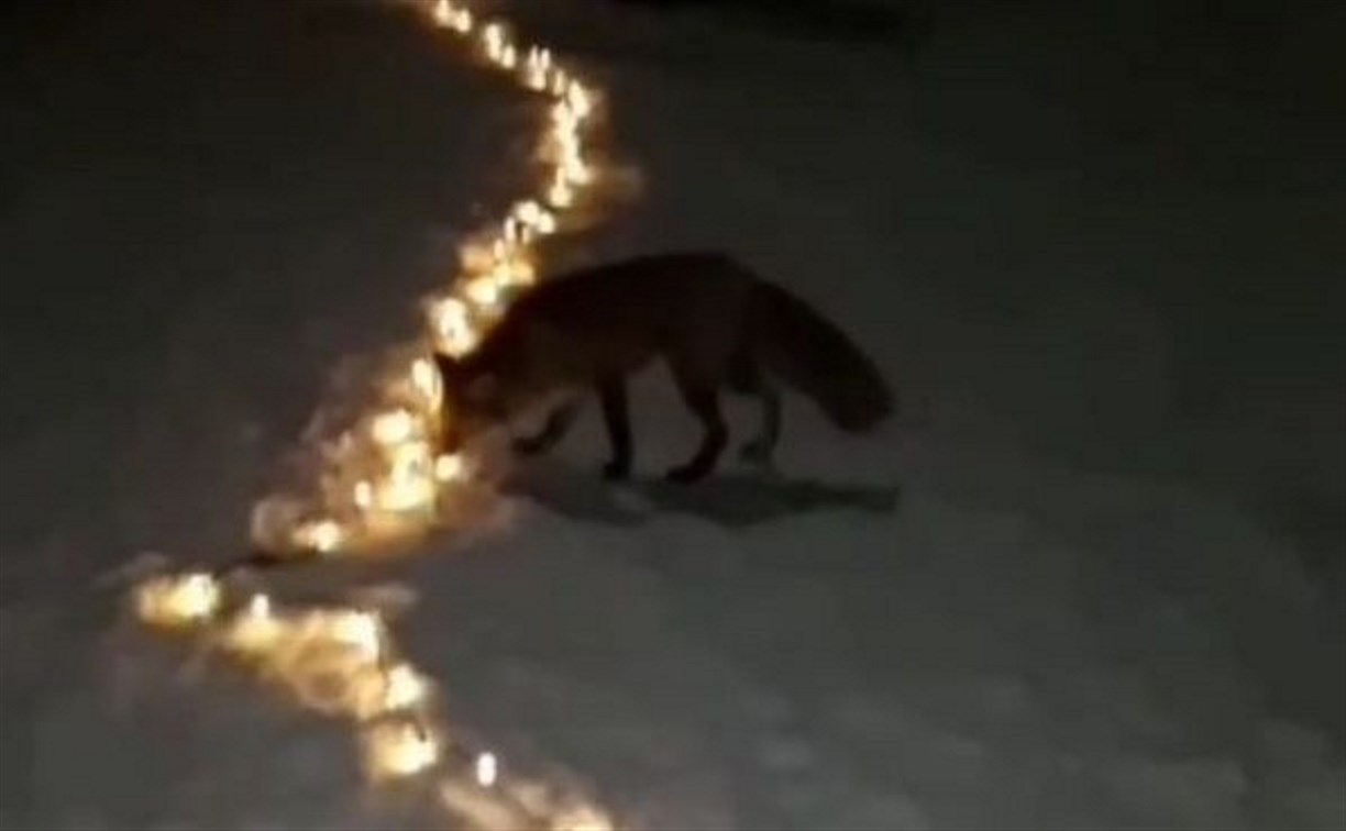 "Похититель Рождества": в Корсакове лисичка попыталась утащить светящуюся гирлянду