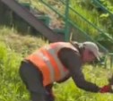 В Холмске траву у поликлиники избивали пилой