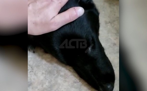 "Спасибо вам, люди!": сахалинцы собрали 80 тысяч рублей на сложную операцию сбитой собаке
