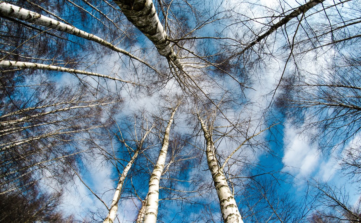 Облачно, до +7 °C: погода на Сахалине и Курилах на 23 ноября 