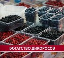 Глаза округляются: литр клоповки на Сахалине обойдётся в 1700 рублей