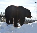 Проснувшиеся в сахалинском зоопарке медведи сидят на диете