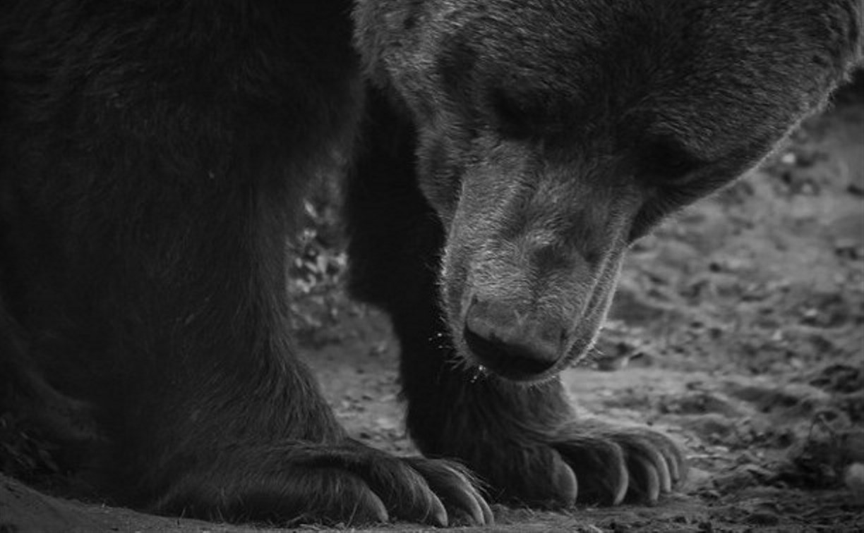 Разрешения на добычу бурого медведя начали выдавать на Сахалине