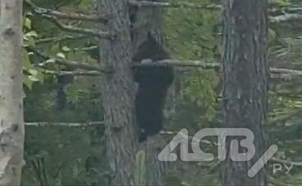Медведица с медвежатами напугала людей на охотской трассе