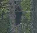 Медведица с медвежатами напугала людей на охотской трассе