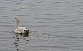 Общество